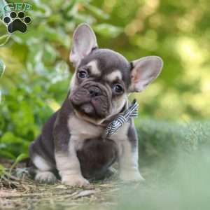 Page, French Bulldog Puppy